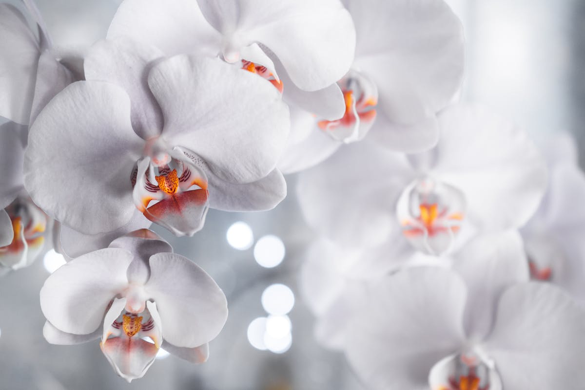 Pflege und Vermehrung von Orchideen Tipps für gesunde Blütenpracht