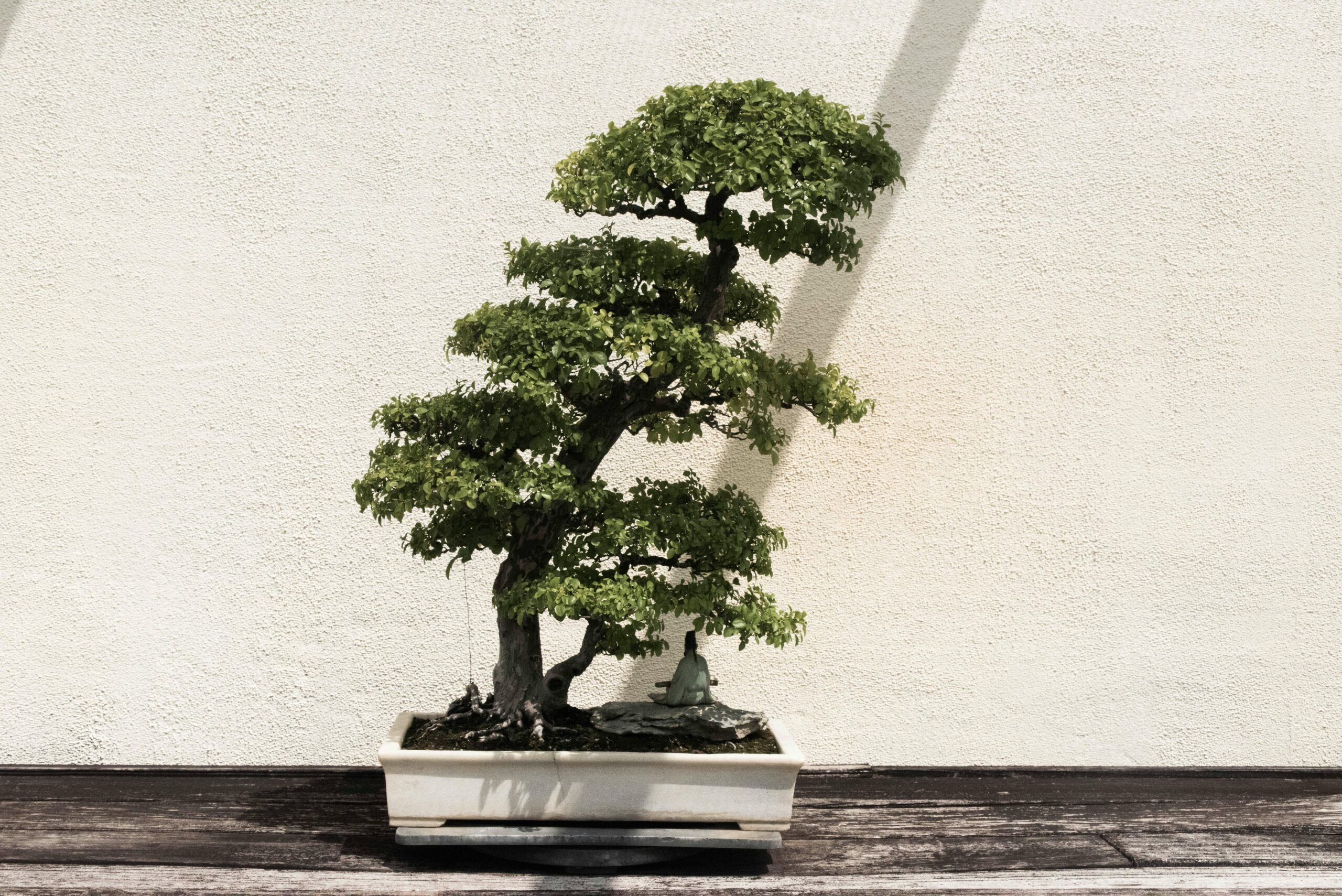 Tipps für die Pflege von Bonsai-Bäumen: Vom Umtopfen bis zum Schneiden