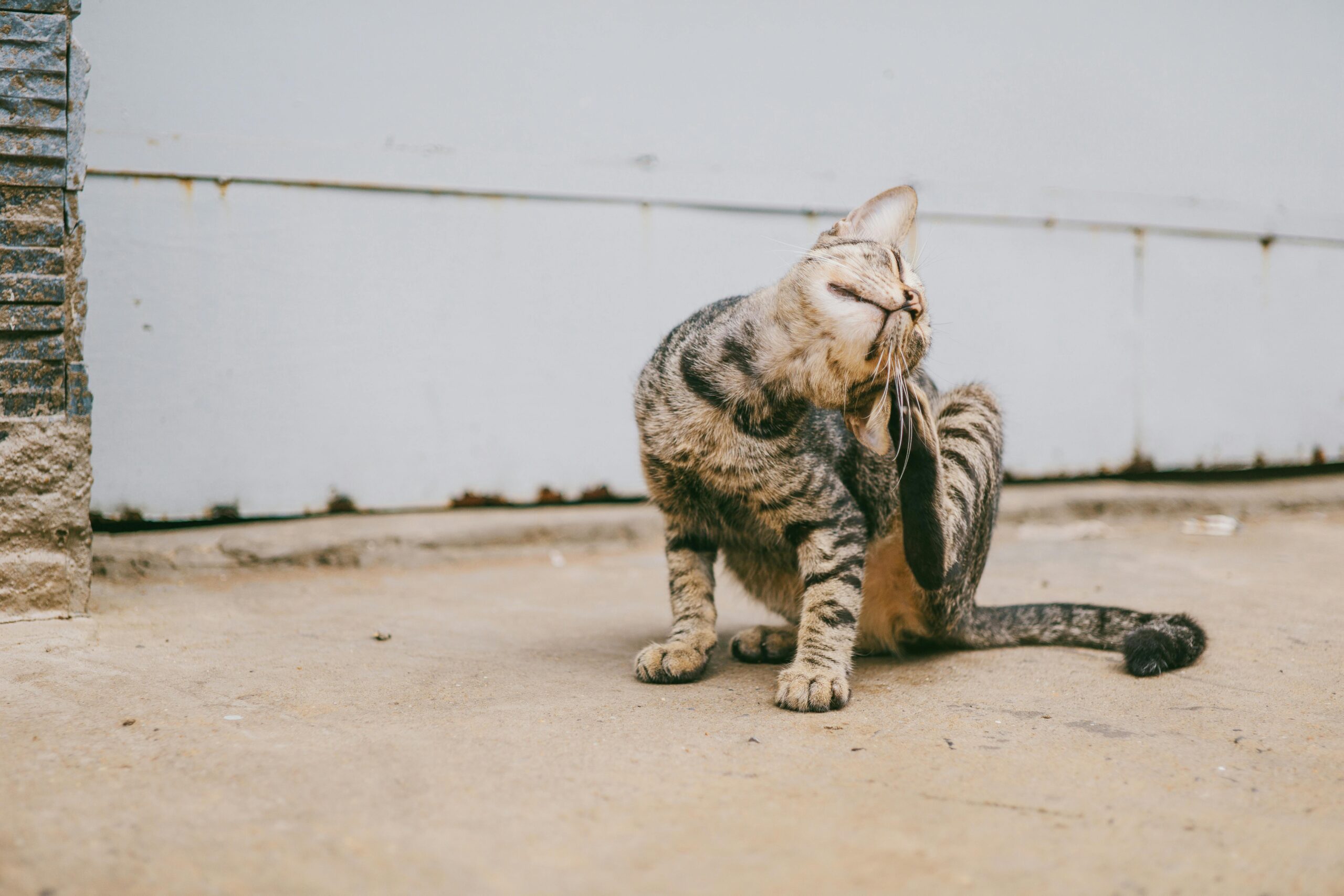 Wie man eine automatische Katzenklappe von SureFlap installiert und programmiert
