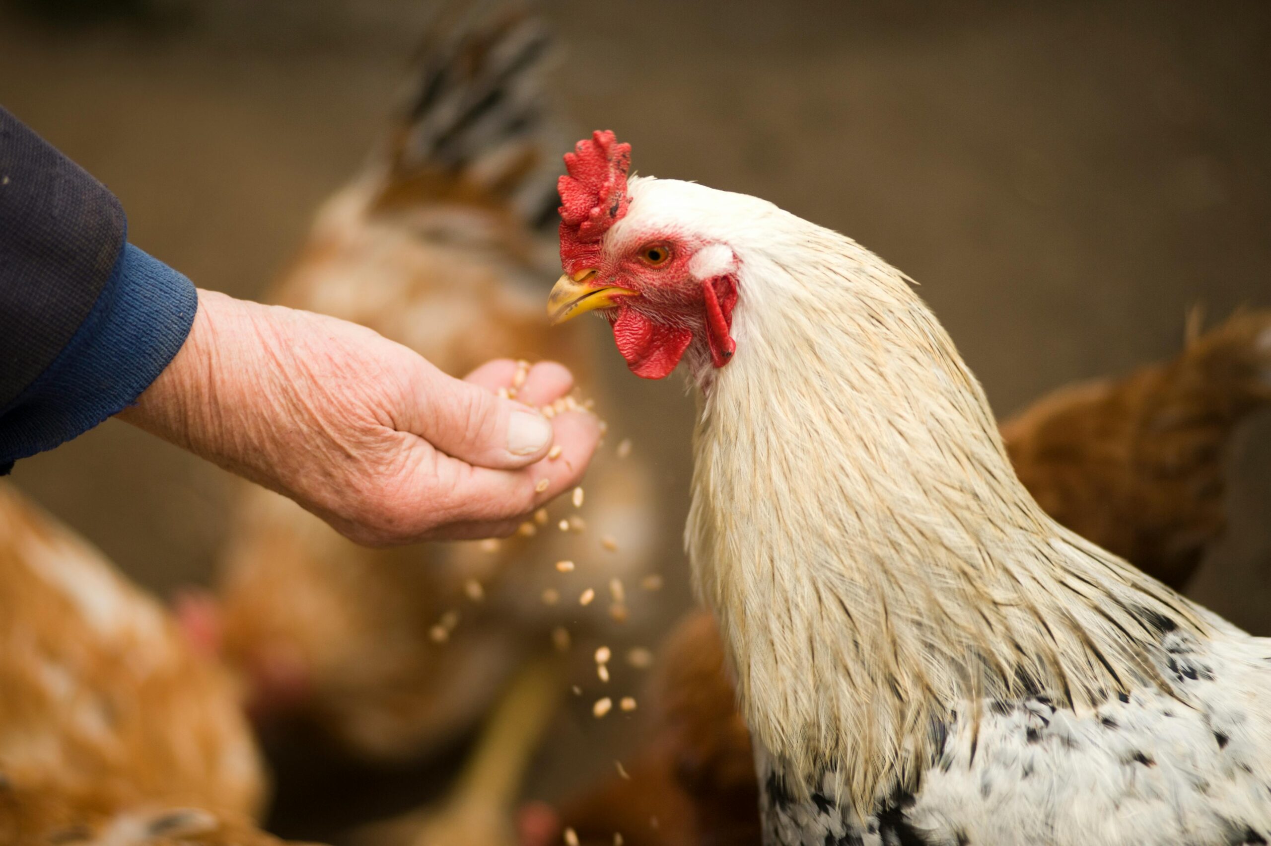 Wie man eine automatische Hühnerklappe von ChickenGuard installiert und programmiert