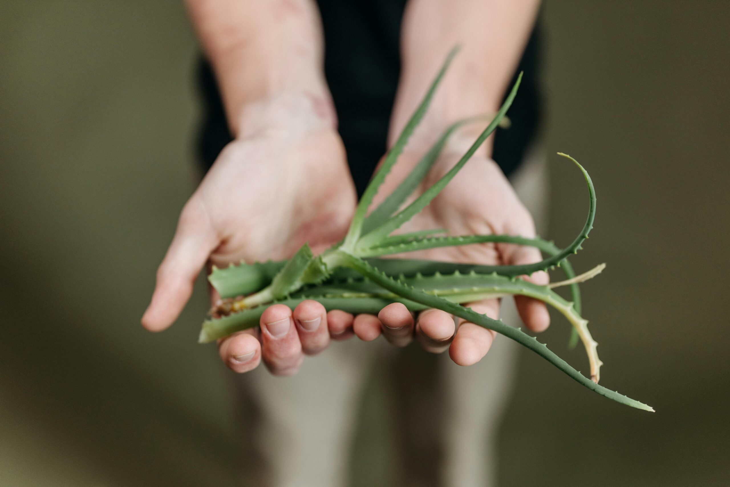 Pflege und Vermehrung von Aloe Vera Pflanzen: Experten-Tipps