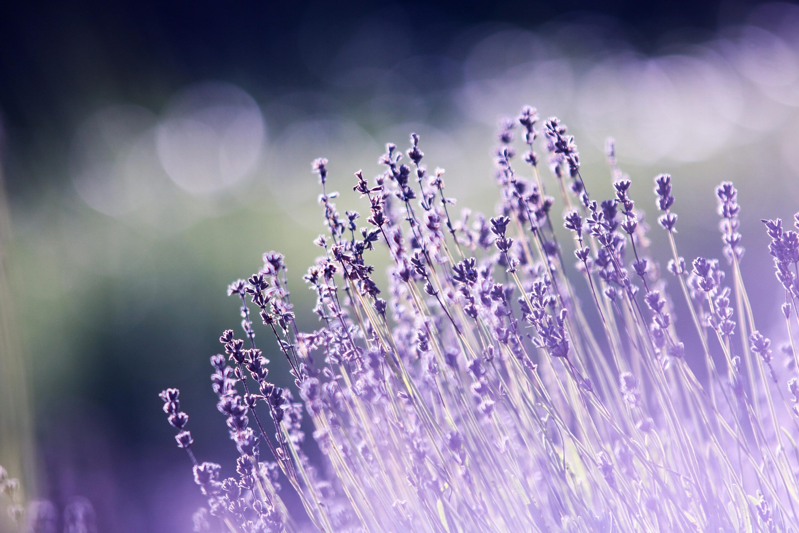 Tipps für die Pflege und Vermehrung von Lavendel im Garten