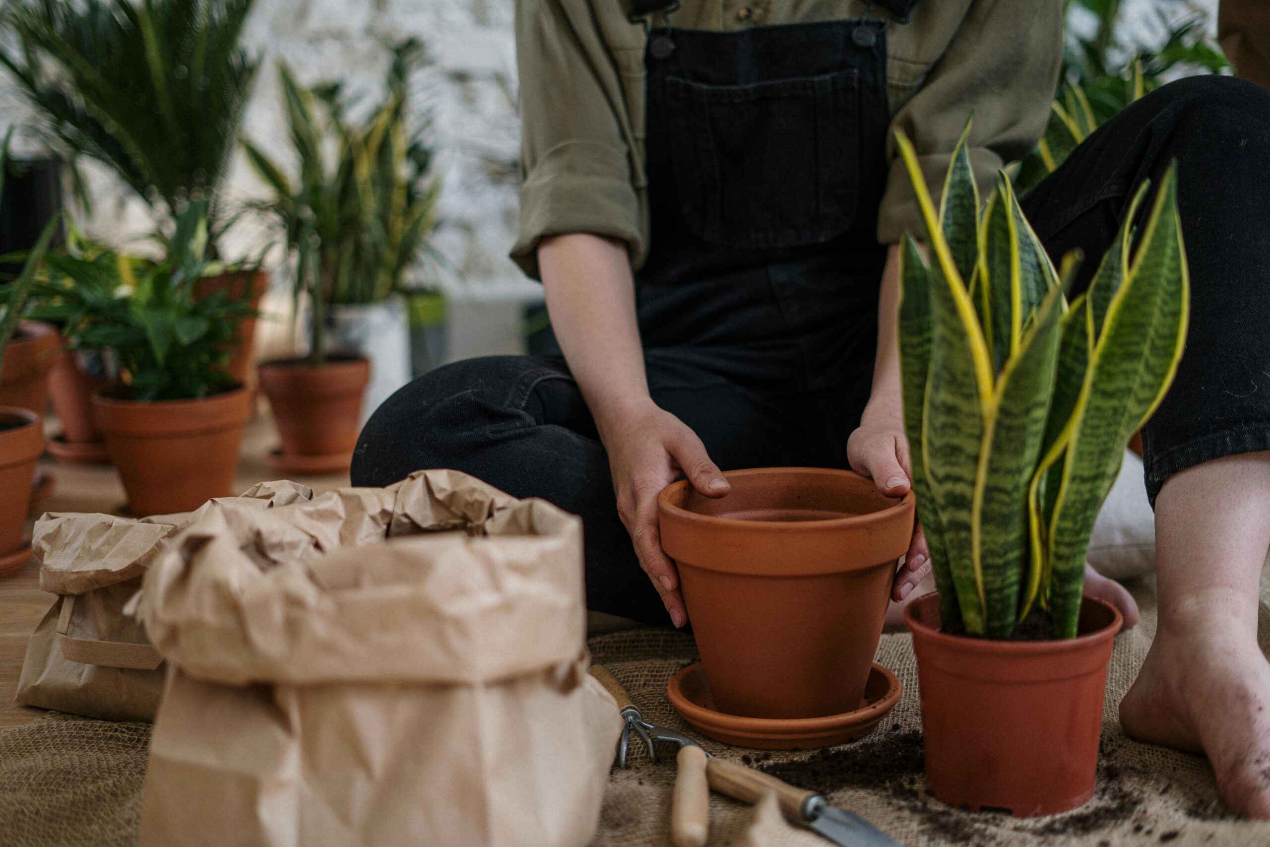 Pflege und Vermehrung von Sansevieria (Bogenhanf): Experten-Tipps